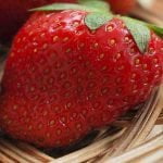 Aardbeien Invriezen