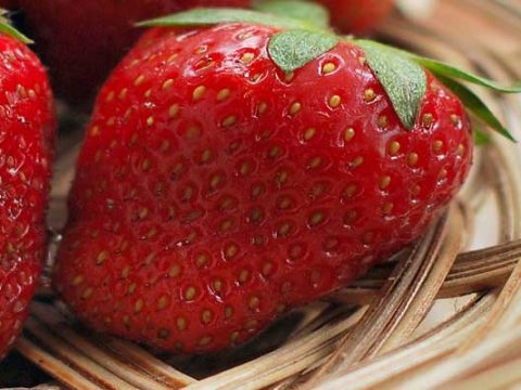 Aardbeien Invriezen