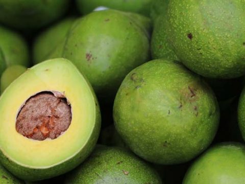 Avocado Invriezen