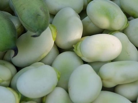 Tuinbonen Invriezen
