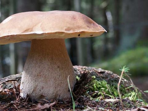 Eekhoorntjesbrood invriezen