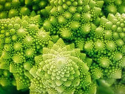Romanesco invriezen