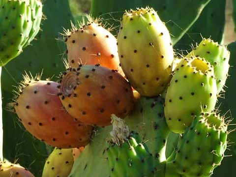 Cactusfruit invriezen