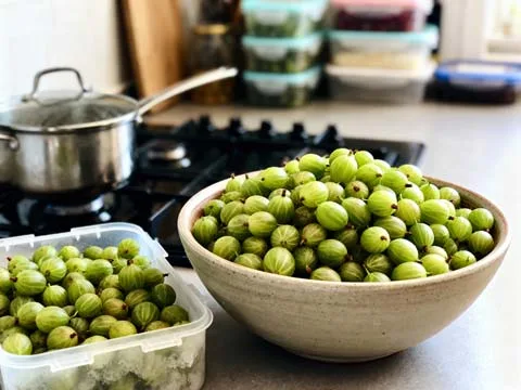 Kruisbessen invriezen