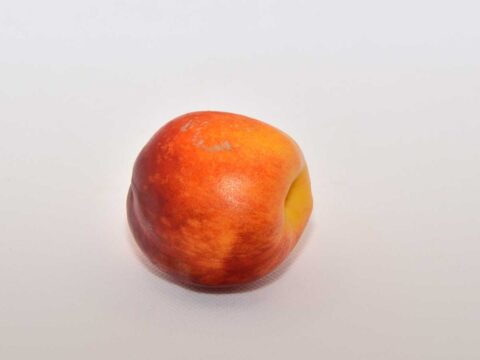 1 mooie verse en rijpe nectarine, klaar om in te vriezen.