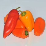 Vijf rode, gele en oranje snackpaprika's op een ondergrond.