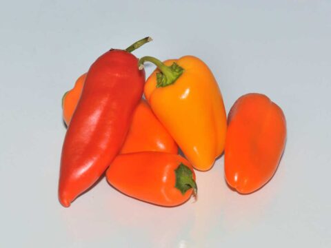 Vijf rode, gele en oranje snackpaprika's op een ondergrond.