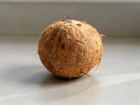 Een hele kokosnoot, die straks gekraakd wordt en waarvan de kokos wordt ingevroren.